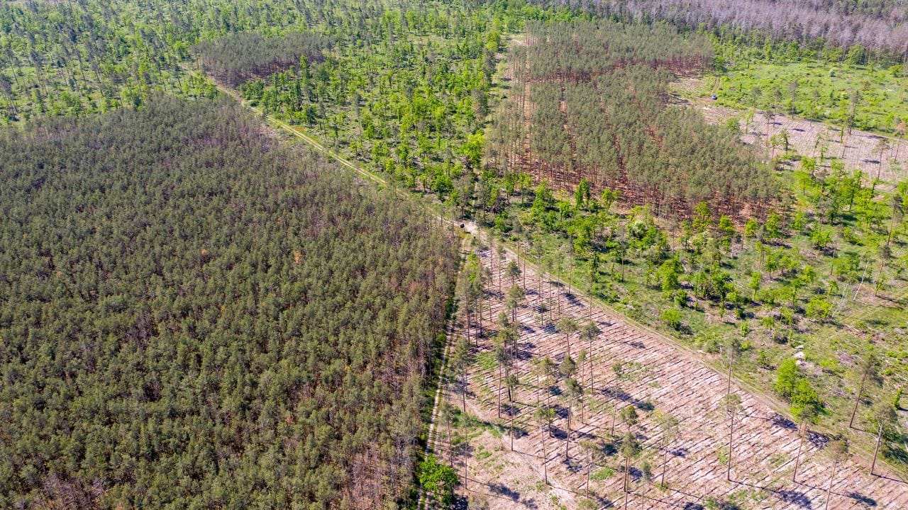 Deutschlands Wälder sind vielerorts in einem schlechten Zustand.