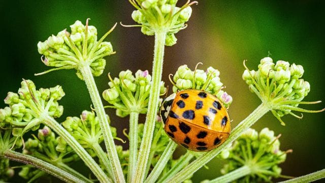 Ein Asiatischer Marienkäfer (Harmonia axyridis) im Naturschutzgebiet Ferbitzer Bruch.