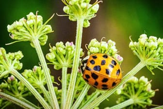 Ein Asiatischer Marienkäfer (Harmonia axyridis) im Naturschutzgebiet Ferbitzer Bruch.