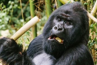 Ein Berggorilla im Virunga-Nationalpark im Osten der Demokratischen Republik Kongo.