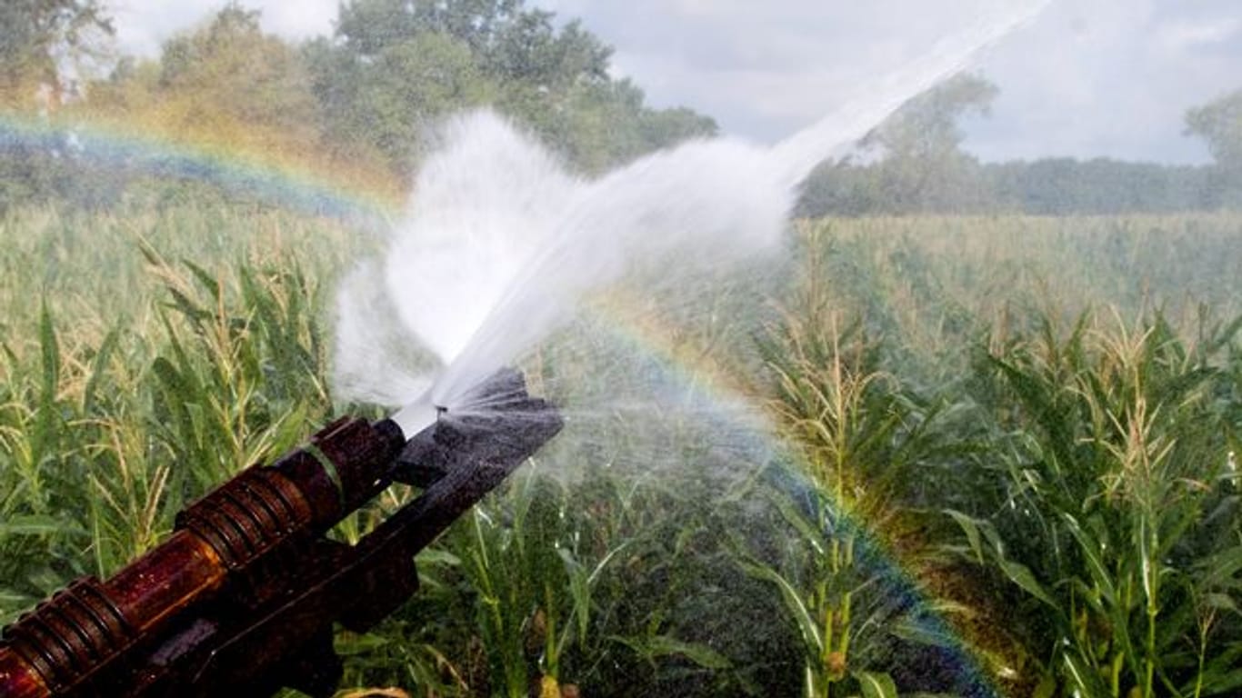 Ein Maisfeld wird bewässert, wobei durch den Sonnenschein ein Regenbogen entsteht.