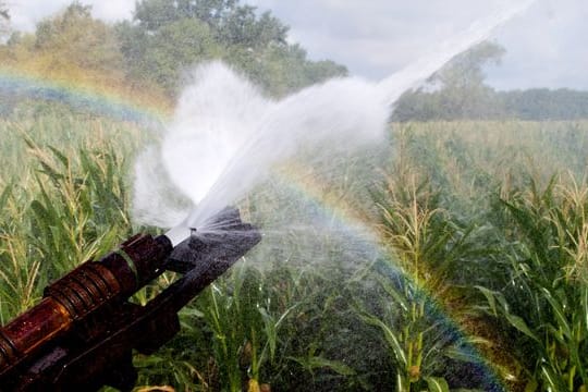 Ein Maisfeld wird bewässert, wobei durch den Sonnenschein ein Regenbogen entsteht.