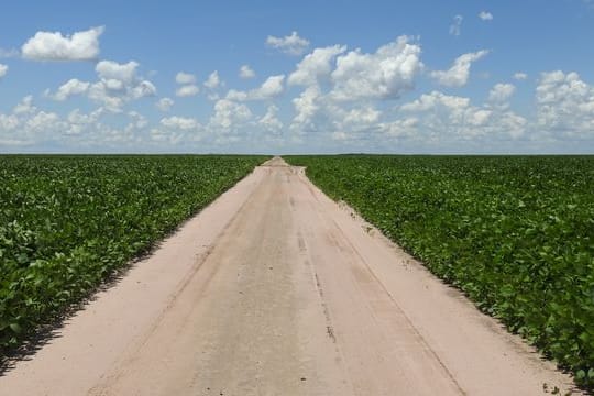 Das Bild zeigt eine Sojaplantage in Brasilien.