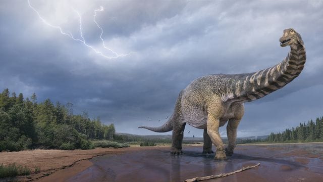 Eine künstlerische Darstellung zeigt den Dinosaurier Australotitan cooperensis, oder den Südtitan.