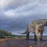 Eine künstlerische Darstellung zeigt den Dinosaurier Australotitan cooperensis, oder den Südtitan.