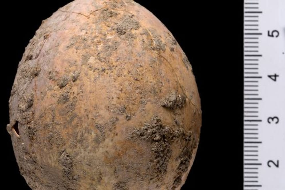 Das rund 1000 Jahre alte Hühnerei, das israelische Archäologen nach eigenen Angaben südlich von Tel Aviv bei Ausgrabungsarbeiten in einer antiken Jauchegrube entdeckt haben.