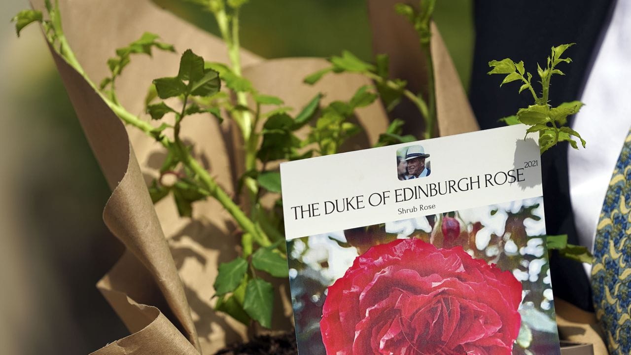 Eine Rose für Prinz Philip. Eine Rose für Prinz Philip.