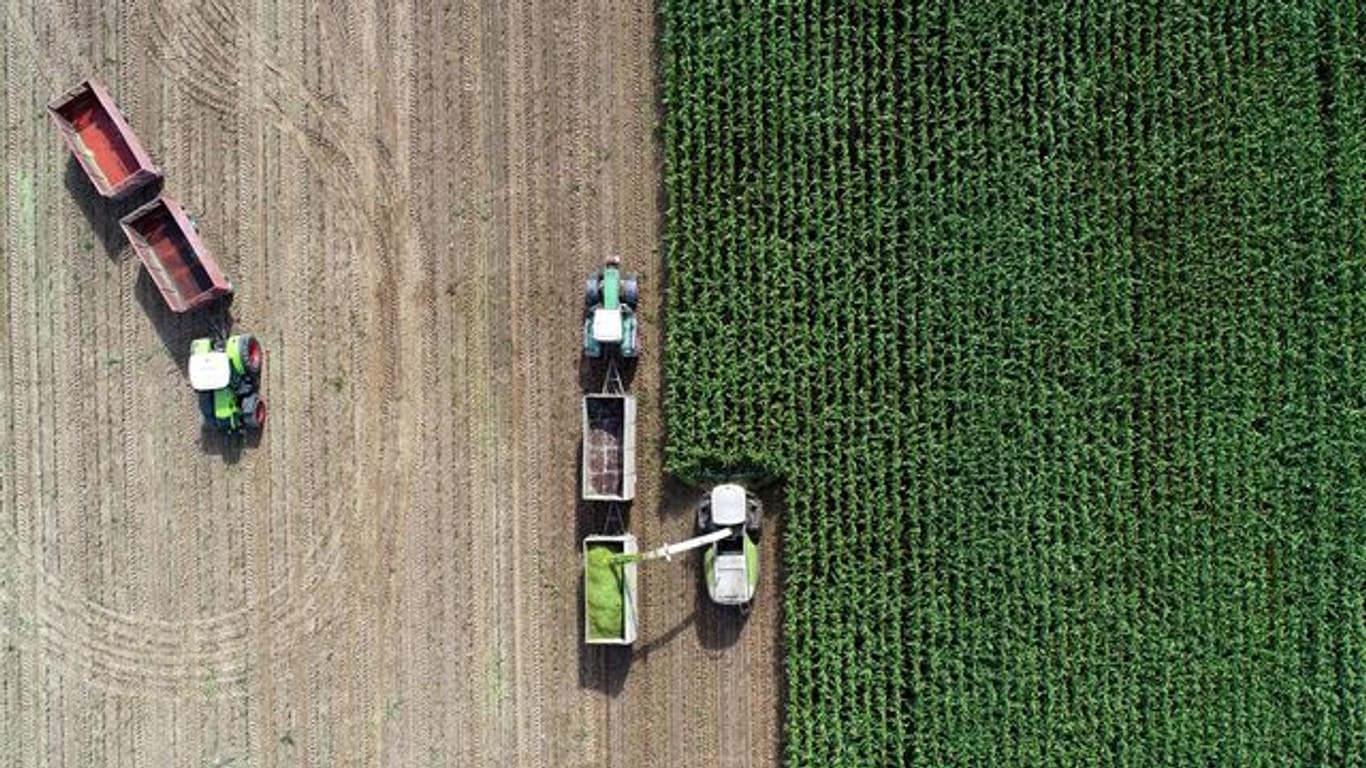 Auf einem Feld eines Landwirtschaftsbetriebes wird Mais für eine Biogasanlage und als Futter für Kühe gehäckselt (Luftaufnahme mit einer Drohne).