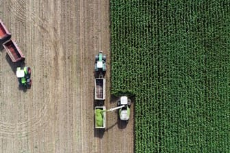 Auf einem Feld eines Landwirtschaftsbetriebes wird Mais für eine Biogasanlage und als Futter für Kühe gehäckselt (Luftaufnahme mit einer Drohne).