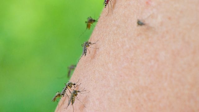 Auf dem Arm einer Frau haben sich gleich mehrere Mücken versammelt. Auf dem Arm einer Frau haben sich gleich mehrere Mücken versammelt.