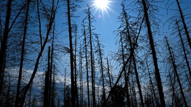 Abgestorbene Fichten im Nationalpark Eifel.