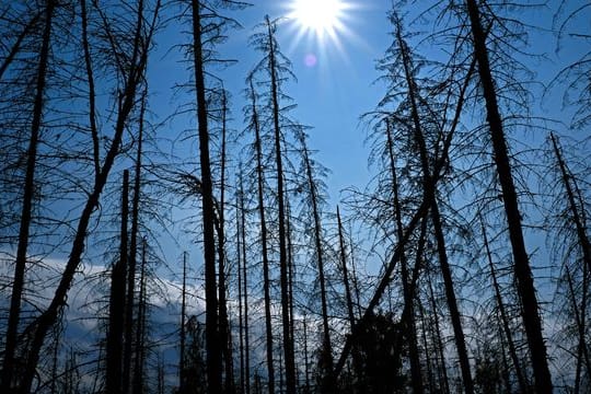 Abgestorbene Fichten im Nationalpark Eifel.