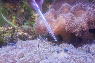 Im Leibniz-Zentrum für Marine Tropenforschung (ZMT) werden Mangrovenquallen gefüttert.