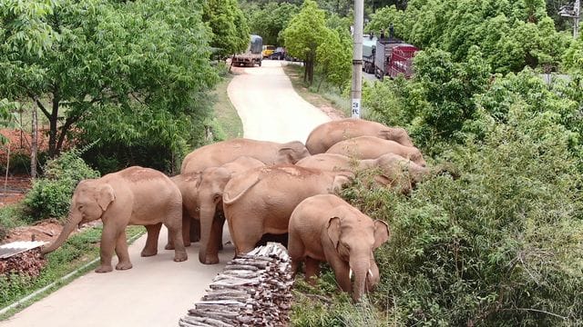 Die wandernde Elefantenherde weidet in einem Bezirk der Stadt Kunming im Südwesten der chinesischen Provinz Yunnan.