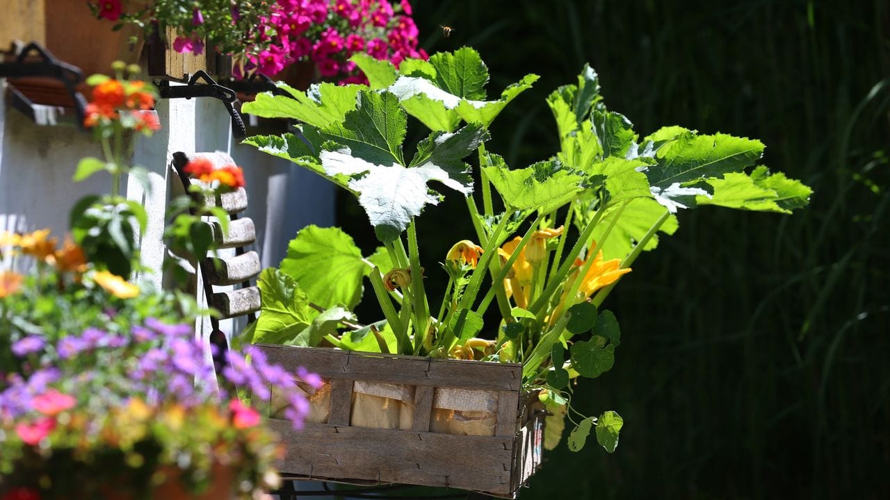 Die Aromen essbarer Blüten genießen