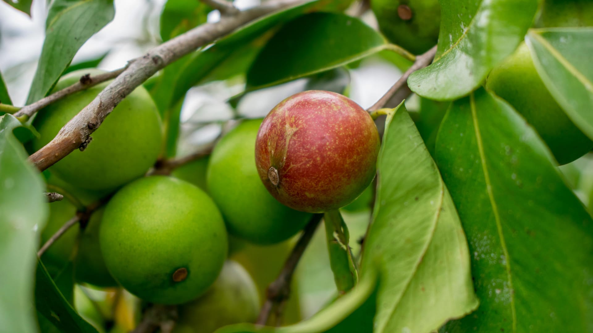 Camu-Camu: Die Frucht stammt aus dem Amazonasgebiet und enthält sehr viel Vitamin C.