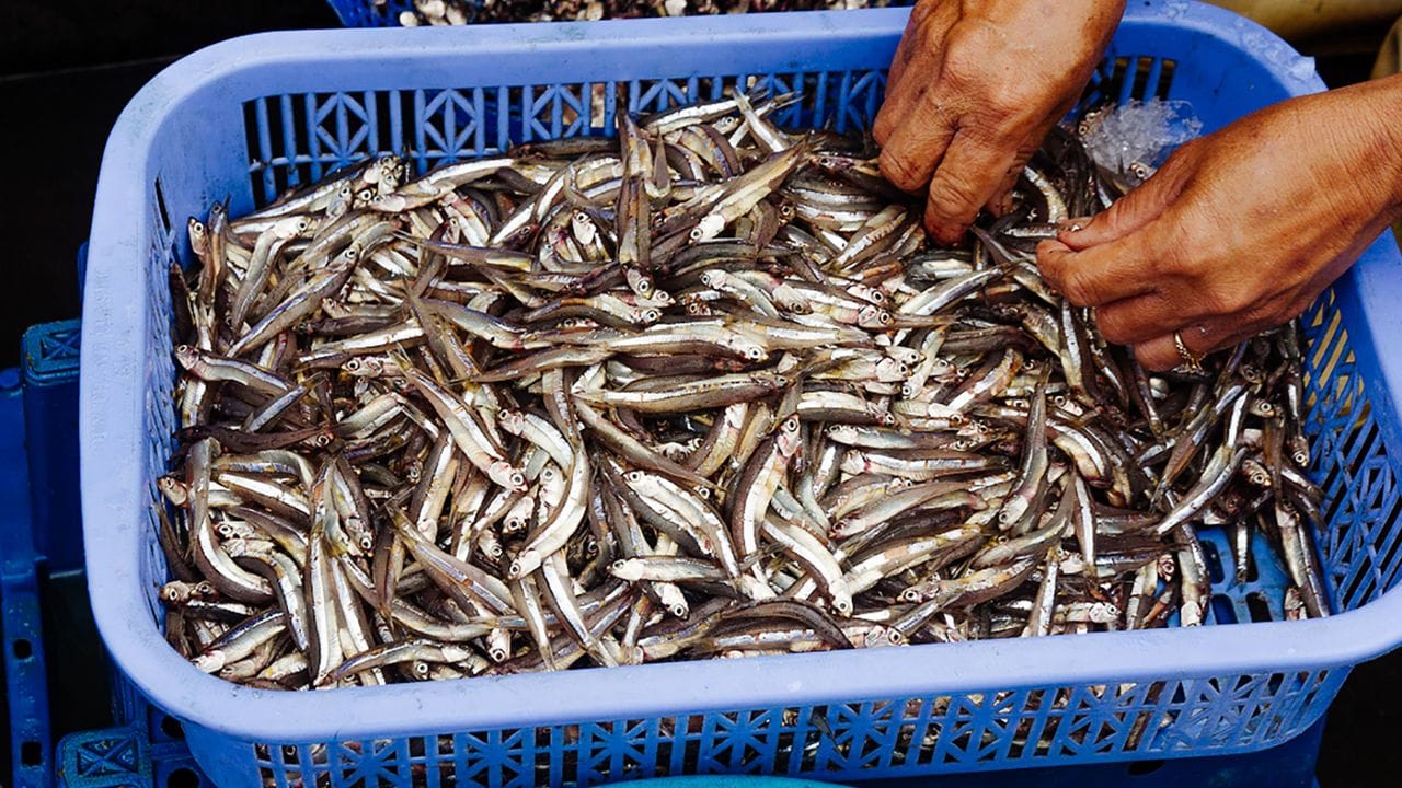 Sofort nach dem Fangen vor der vietnamesischen Insel Phu Quoc werden die Sardellen mit Salz vermengt.