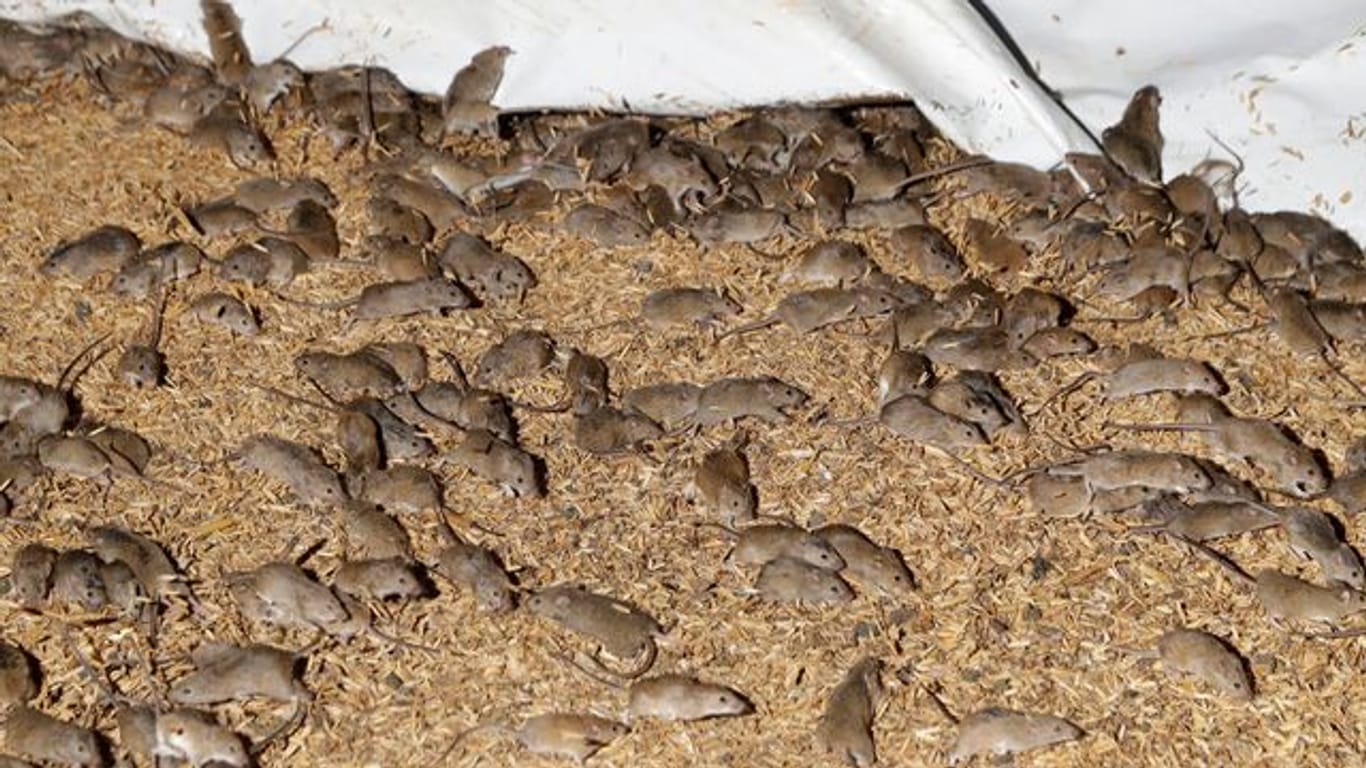 Mäuse wuseln um gelagertes Getreide auf einer Farm.