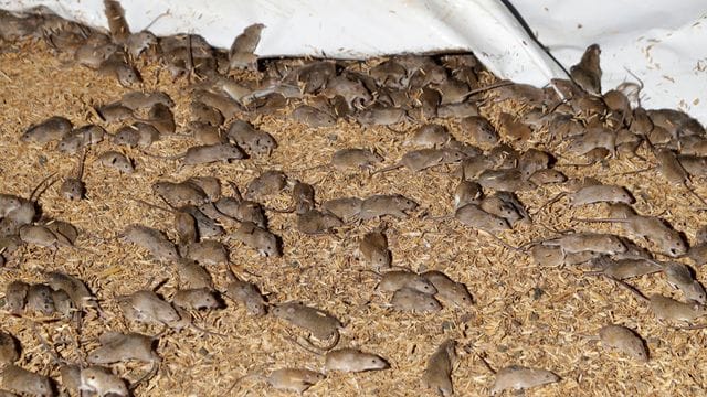 Mäuse wuseln um gelagertes Getreide auf einer Farm. Mäuse wuseln um gelagertes Getreide auf einer Farm.