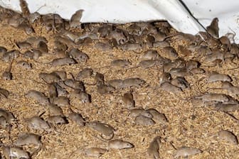 Mäuse wuseln um gelagertes Getreide auf einer Farm.