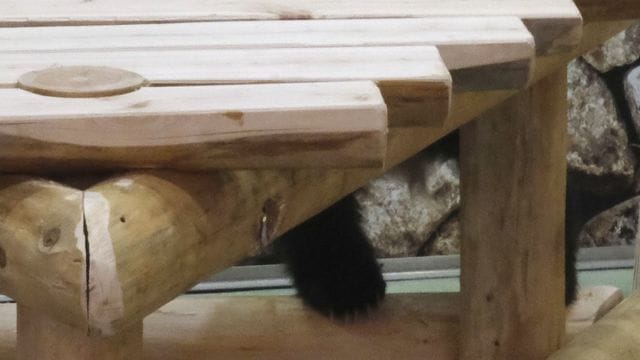 Japaner lieben Pandas - nach der Geburt von Panda-Zwillingen in einem Tokioter Zoo wird nun mit einem Besucherandrang gerechnet. Japaner lieben Pandas - nach der Geburt von Panda-Zwillingen in einem Tokioter Zoo wird nun mit einem Besucherandrang gerechnet.