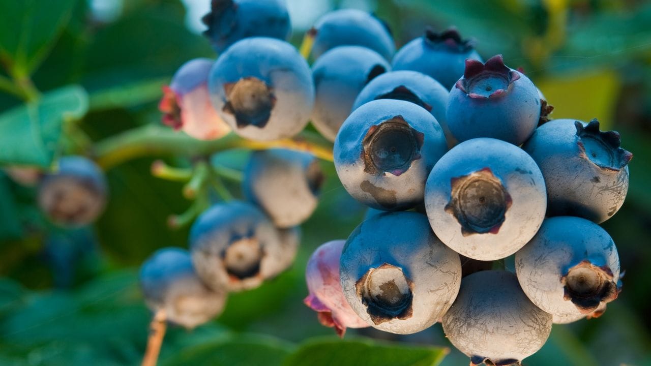 Wuschshöhe, Erntezeit und Farbe des Fruchtfleisches unterscheiden sich je nach Sorte - besonders früh ist 'Duke' (im Bild) reif. Wuschshöhe, Erntezeit und Farbe des Fruchtfleisches unterscheiden sich je nach Sorte - besonders früh ist 'Duke' (im Bild) reif.