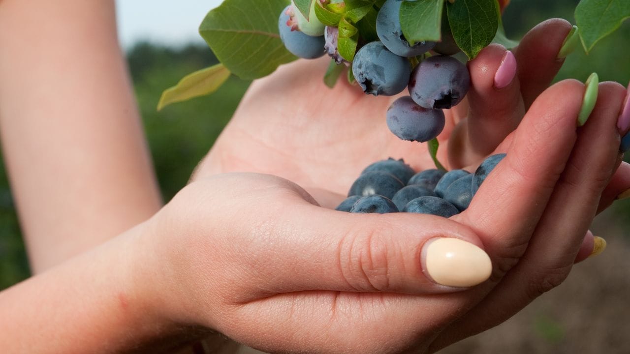 Es gibt viele unterschiedliche Sorten: Wer früh in den Genuss der süßen Früchte kommen will, kann etwa die Sorte 'Duke' (im Bild) anbauen. Es gibt viele unterschiedliche Sorten: Wer früh in den Genuss der süßen Früchte kommen will, kann etwa die Sorte 'Duke' (im Bild) anbauen.