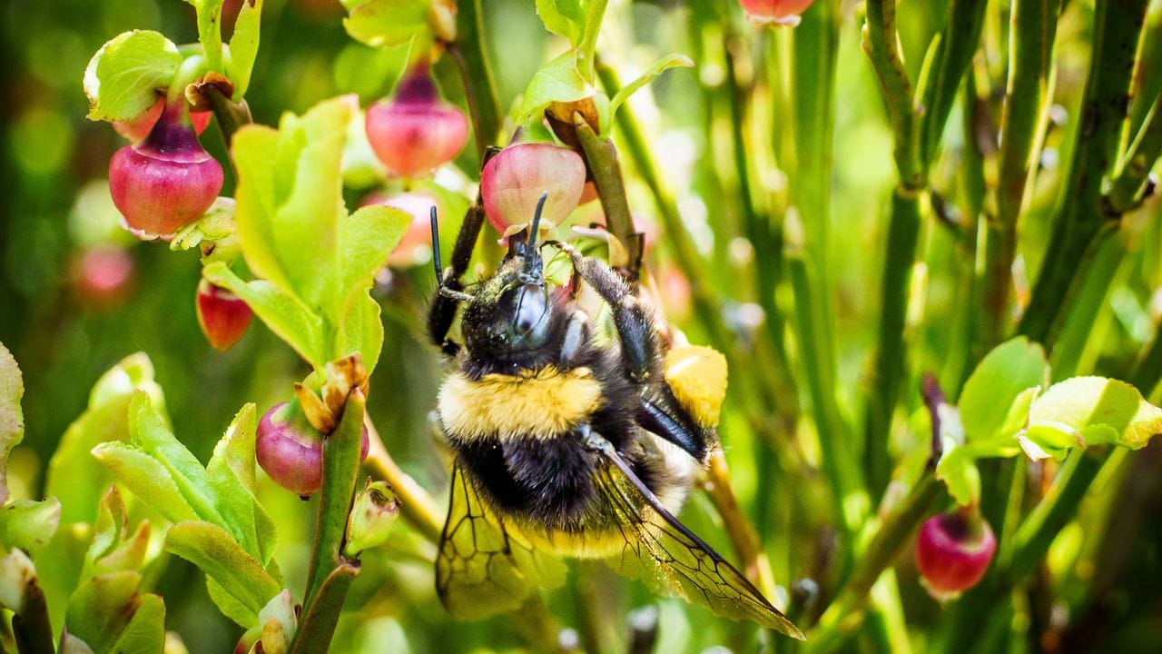 Nektarquelle für Insekten: Blühende Heidelbeeren locken nicht nur Hummeln oder Bienen an. Nektarquelle für Insekten: Blühende Heidelbeeren locken nicht nur Hummeln oder Bienen an.