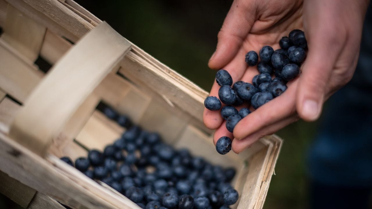 Die Ernte bei Heidelbeeren beginnt Mitte Juni - späte Sorten lassen die Saison erst im August und September ausklingen. Die Ernte bei Heidelbeeren beginnt Mitte Juni - späte Sorten lassen die Saison erst im August und September ausklingen.
