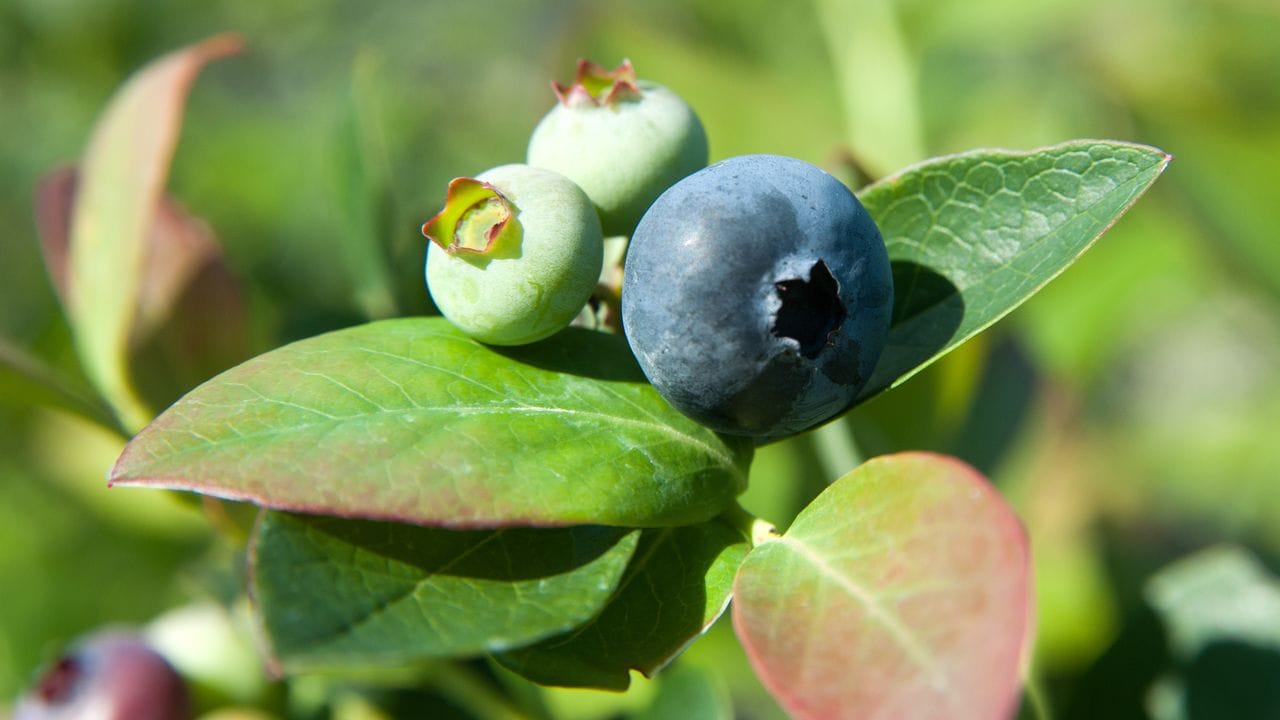 Wenn sich die grünen Früchte verfärben, sollte man die Heidelbeeren vor Vögeln und anderen tierischen Mitessern schützen. Wenn sich die grünen Früchte verfärben, sollte man die Heidelbeeren vor Vögeln und anderen tierischen Mitessern schützen.