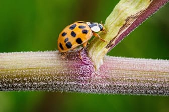 Ein Asiatischer Marienkäfer (Harmonia axyridis) krabbelt im Naturschutzgebiet Ferbitzer Bruch nahe dem Dorf Kartzow auf den Stengeln des Wald-Engelwurz (Angelica sylvestris).