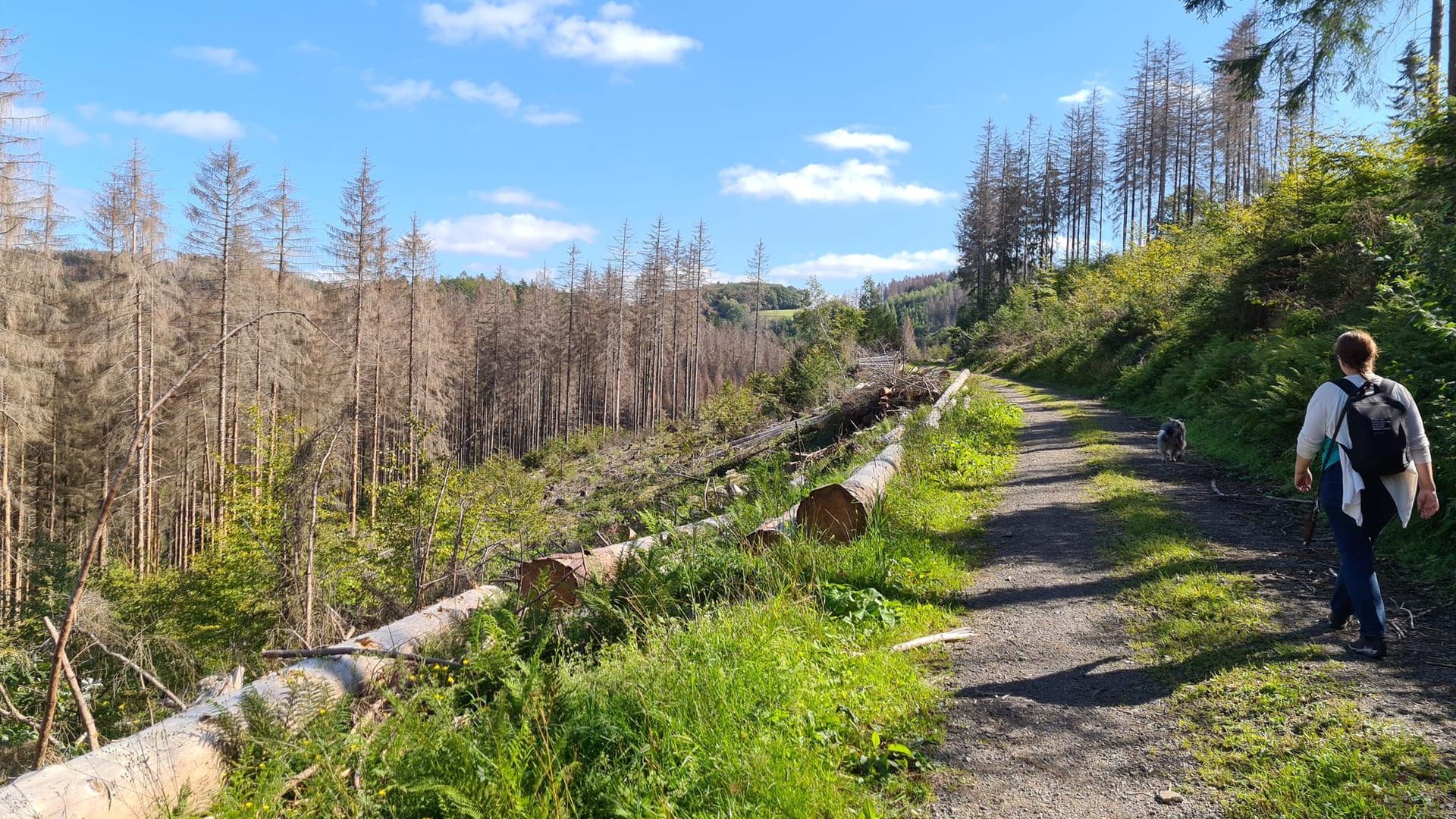 Wald beim nordrhein-westfälischen Lieberhausen