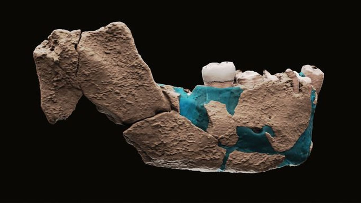 Eine virtuelle Rekonstruktion des Unterkiefers eines menschlichen Vorfahren, welche in einer Ausgrabungsstätte gefunden wurde.