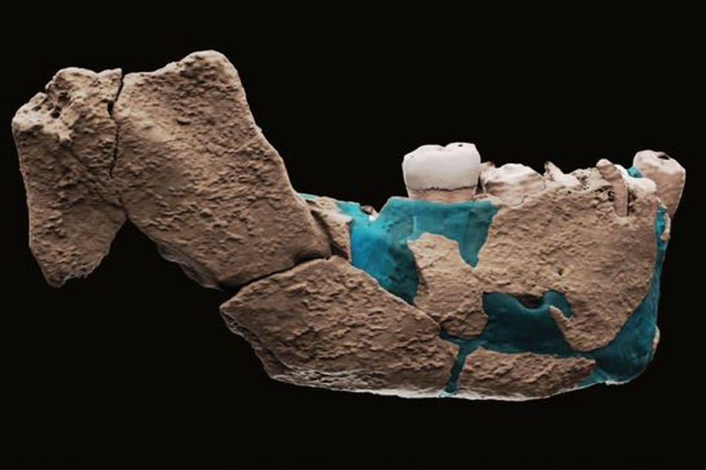 Eine virtuelle Rekonstruktion des Unterkiefers eines menschlichen Vorfahren, welche in einer Ausgrabungsstätte gefunden wurde.