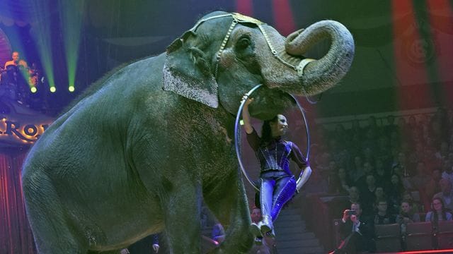 Jana Mandana Lacey-Krone mit Elefantendame Bara während eines Auftritts im Circus Krone.