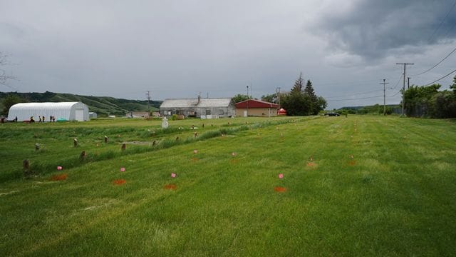 Fahnen stehen dort, wo ein Bodenradar vermutliche Gräber in der Nähe einer ehemaligen Indian Residential School im kanadischen Marieval aufgezeichnet hat. Fahnen stehen dort, wo ein Bodenradar vermutliche Gräber in der Nähe einer ehemaligen Indian Residential School im kanadischen Marieval aufgezeichnet hat.