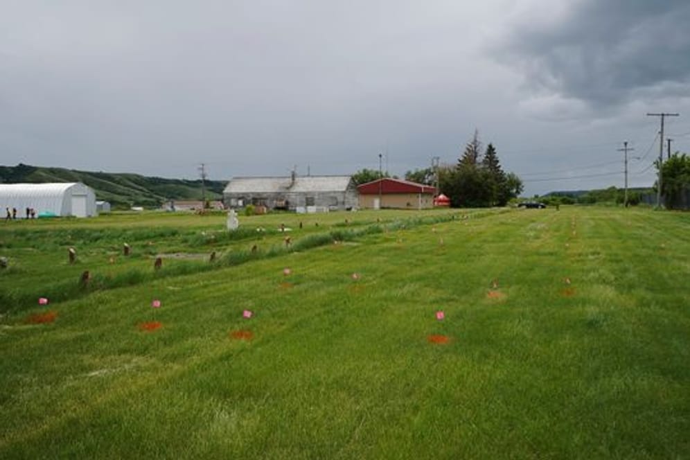Fahnen stehen dort, wo ein Bodenradar vermutliche Gräber in der Nähe einer ehemaligen Indian Residential School im kanadischen Marieval aufgezeichnet hat.
