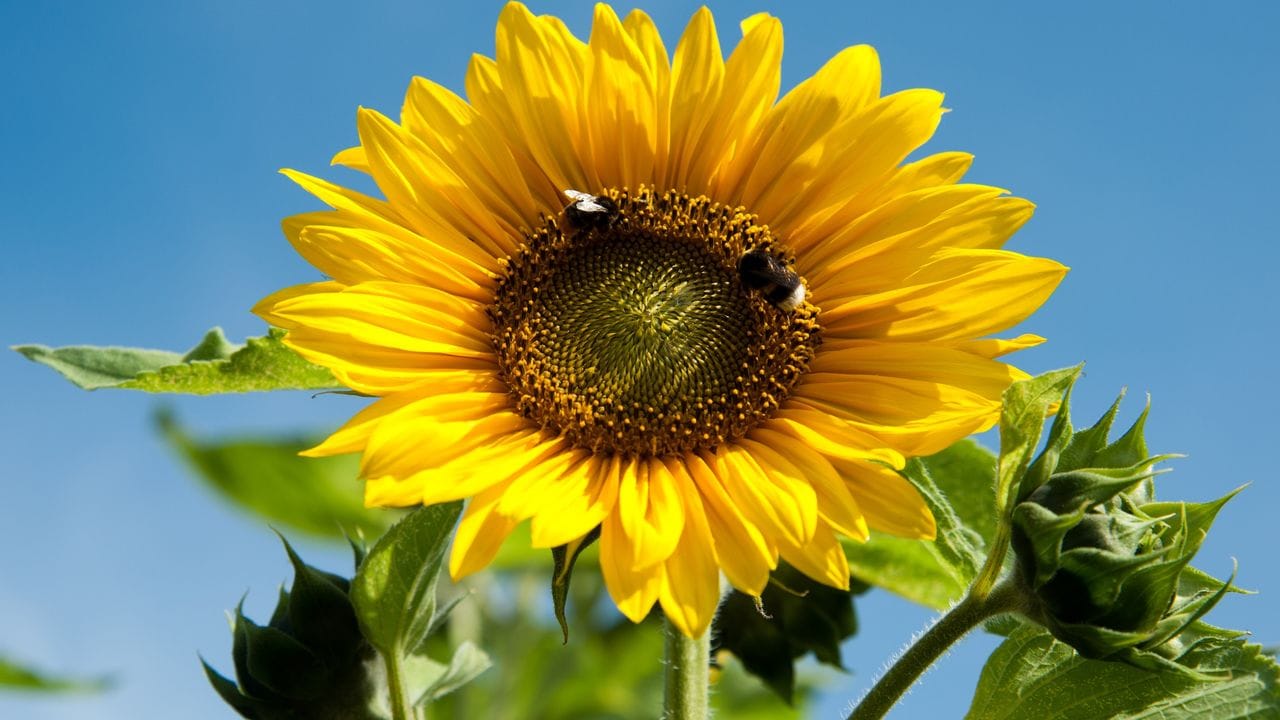 Helianthus annuus ist der Klassiker unter den Sonnenblumen-Arten.