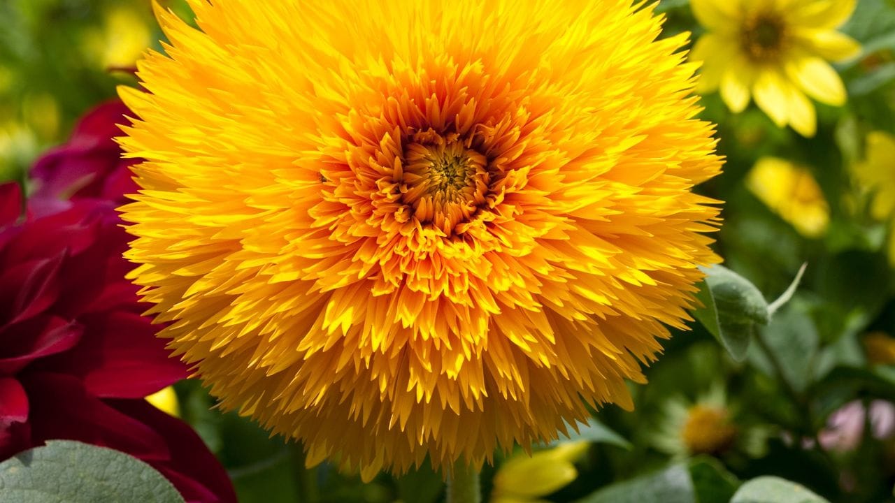 Keine klassische Sonnenblume, aber eine ihrer schönsten Varianten: Die Sorte "Gefüllte Riesen" (Helianthus annuus) trägt große, pomponartige Blüten.