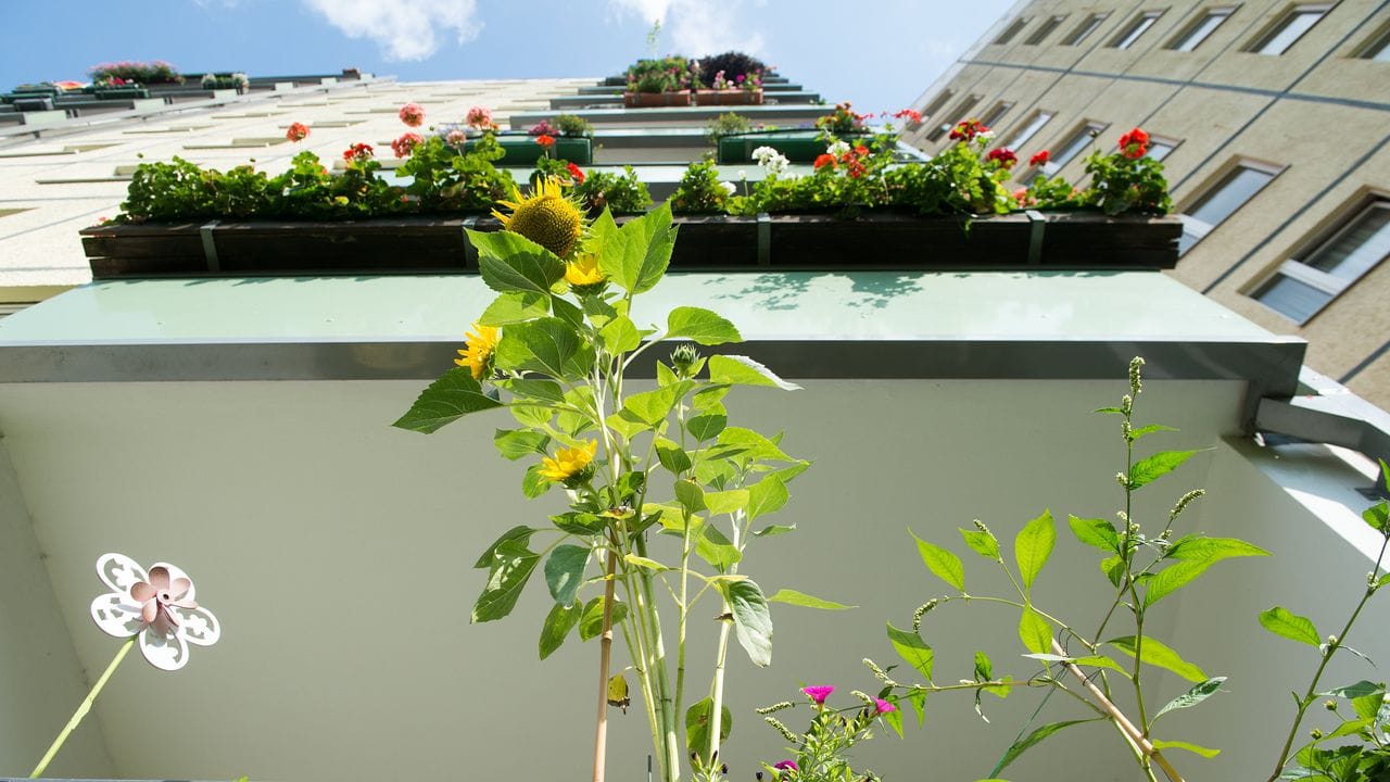 Häufig schießen Sonnenblumen geradezu in die Höhe - eines ihrer schönsten Merkmale.