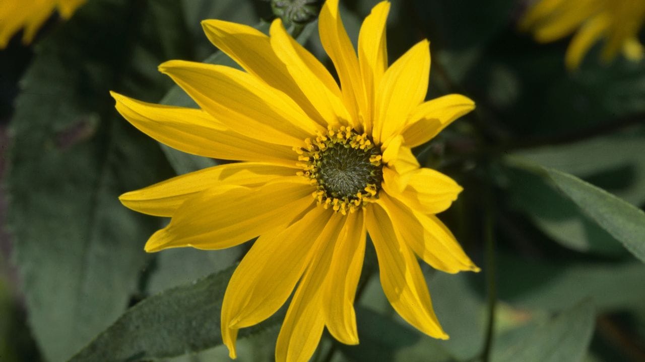 Die Blüten der Topinambur erscheinen erst, wenn die Tage kürzer werden.