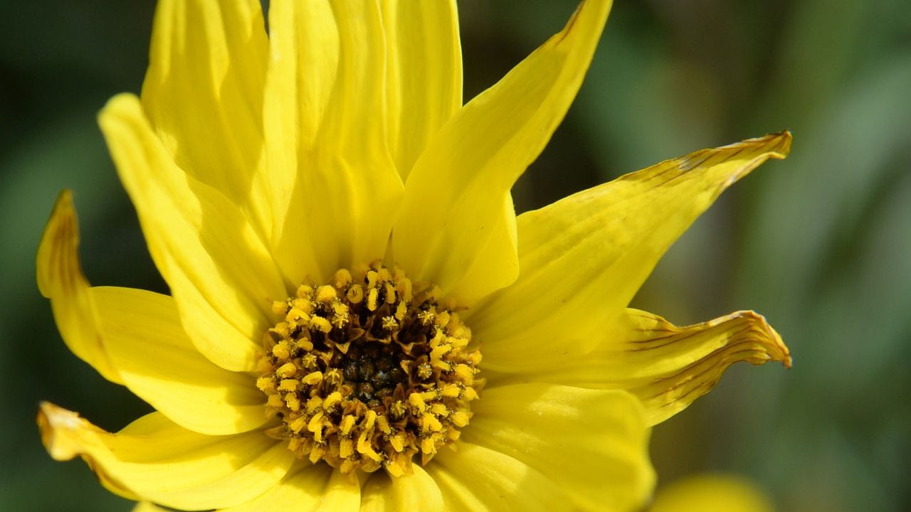 Auch sie gehört dazu: Die Weidenblättrige Sonnenblume (Helianthus salicifolius) hat vergleichsweise hohen Triebe mit schmalen Blättern.