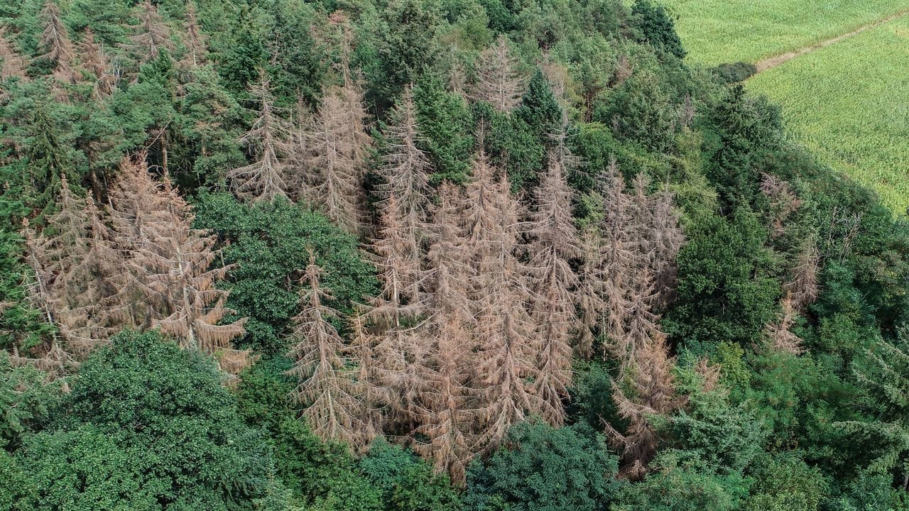 Abgestorbene Fichten stehen in einem Waldgebiet mit gesunden Nadel- und Laubbäumen.