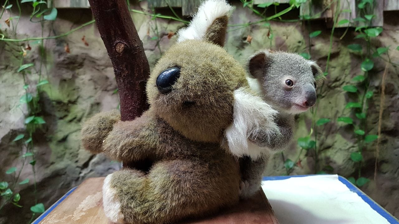 Das neugeboeren Baby-Koala hält sich an einem Stoffkoala fest. Das neugeboeren Baby-Koala hält sich an einem Stoffkoala fest.