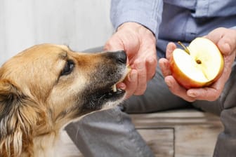 Hund: Eigentlich können Hunde problemlos Äpfel zu fressen bekommen, nur zu viele Kerne sollten sie nicht zerbeißen.