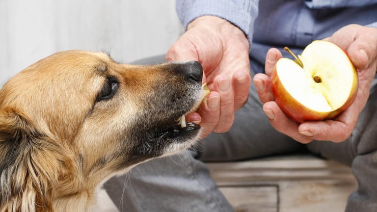 Hund: Eigentlich können Hunde problemlos Äpfel zu fressen bekommen, nur zu viele Kerne sollten sie nicht zerbeißen.