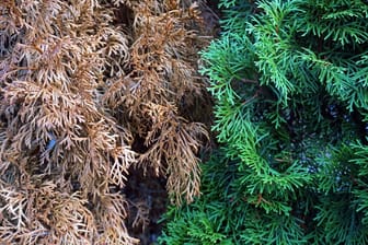 Lebensbaum (Thuja): Braune Nadeln sind manchmal die Folge von zu viel Sonne und Trockenheit.