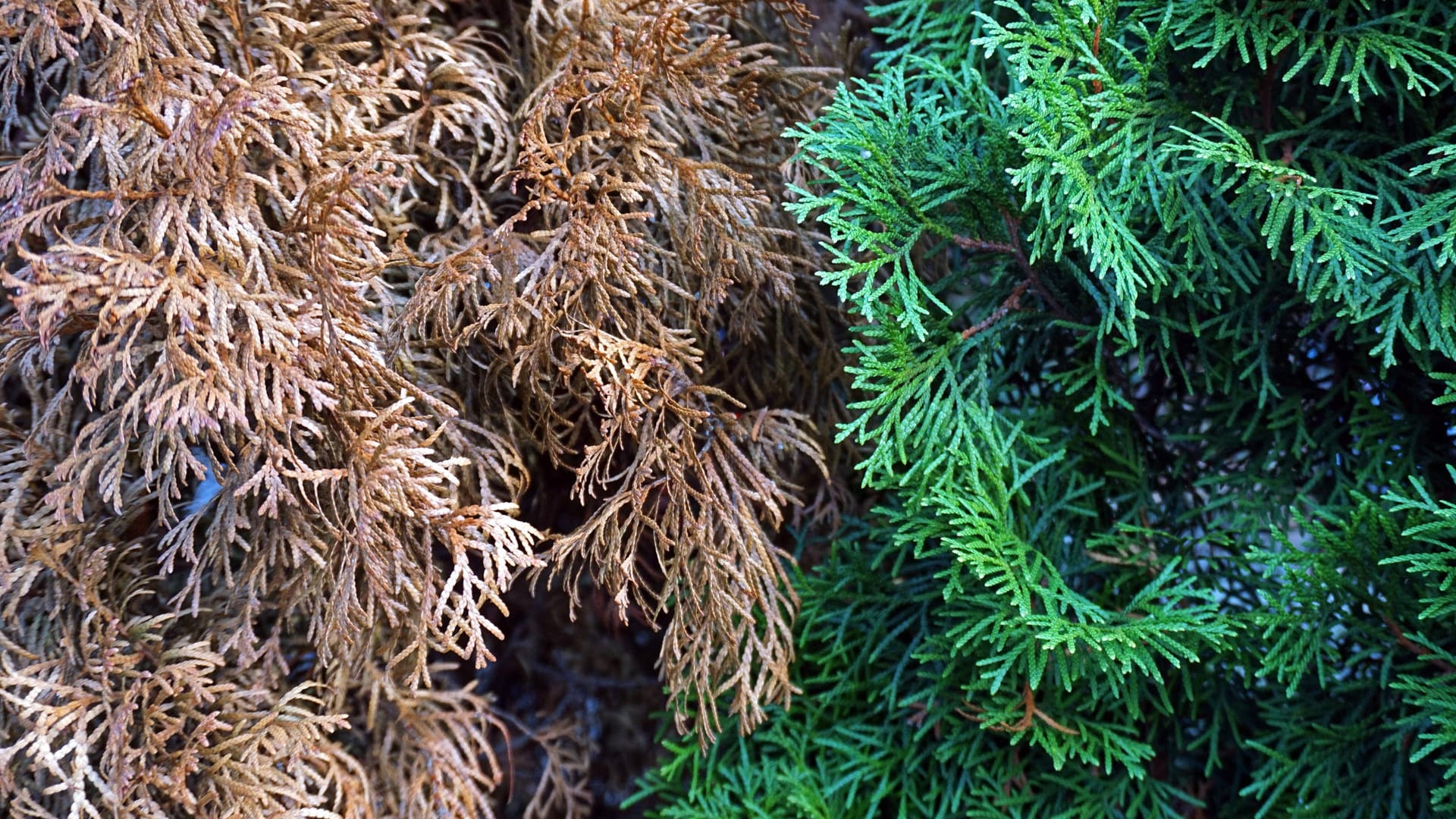 Lebensbaum (Thuja): Braune Nadeln sind manchmal die Folge von zu viel Sonne und Trockenheit.