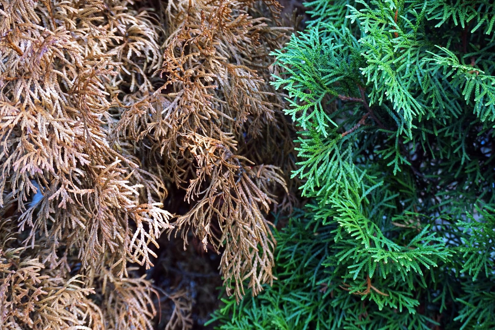 Lebensbaum (Thuja): Braune Nadeln sind manchmal die Folge von zu viel Sonne und Trockenheit.