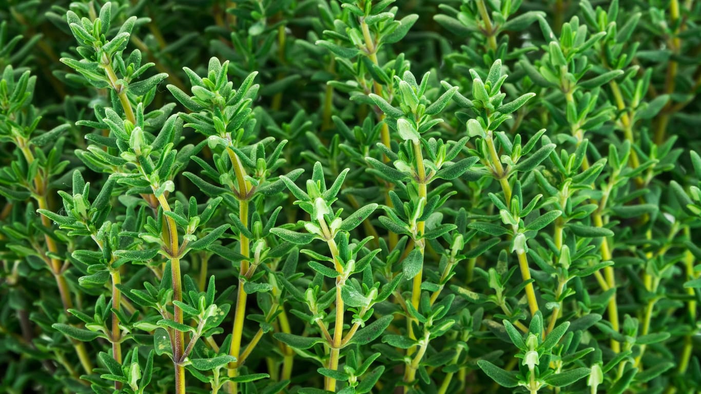 Echter Thymian (Thymus vulgaris): Das mediterrane Kraut wird auch Gartenthymian genannt.